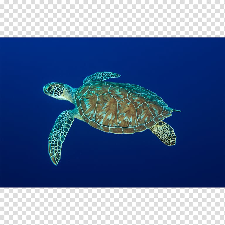 Loggerhead sea turtle Leatherback sea turtle Pond turtles Reptile, turtle transparent background PNG clipart