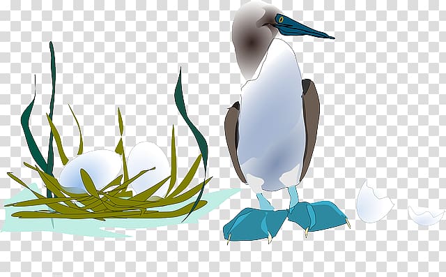 Duck Gulls Bird , Egg SHELL transparent background PNG clipart