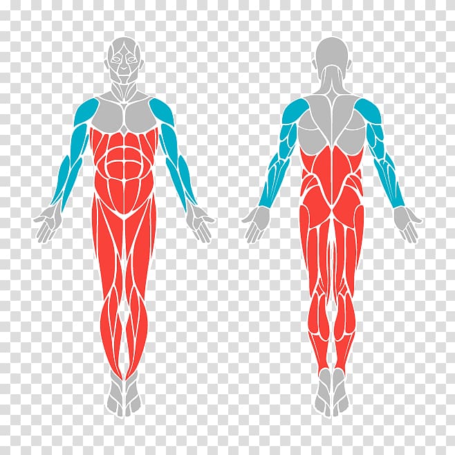 Muscle graphics Jump Ropes Human body Muscular system, outdoor exercise equipment transparent background PNG clipart