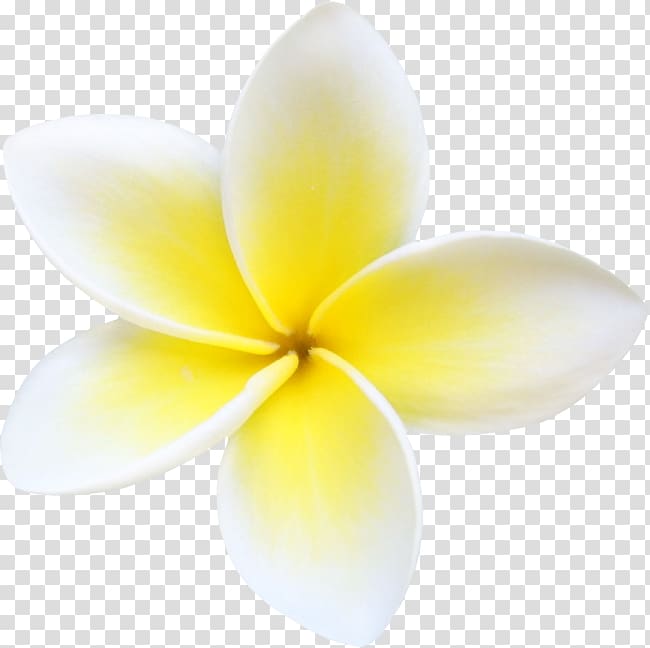Flower Petal Close-up Plant, hawaiian transparent background PNG clipart