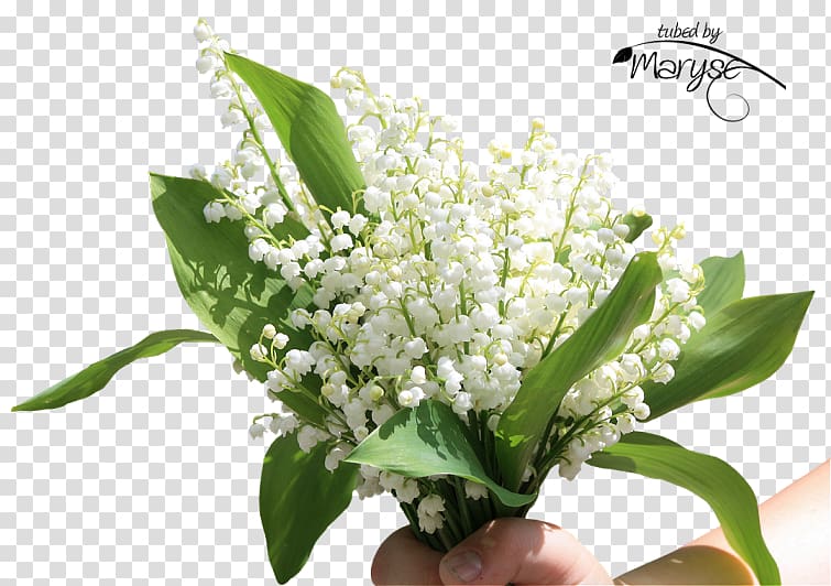 Flower bouquet Lily of the valley Floral design Cut flowers, lily of the valley transparent background PNG clipart