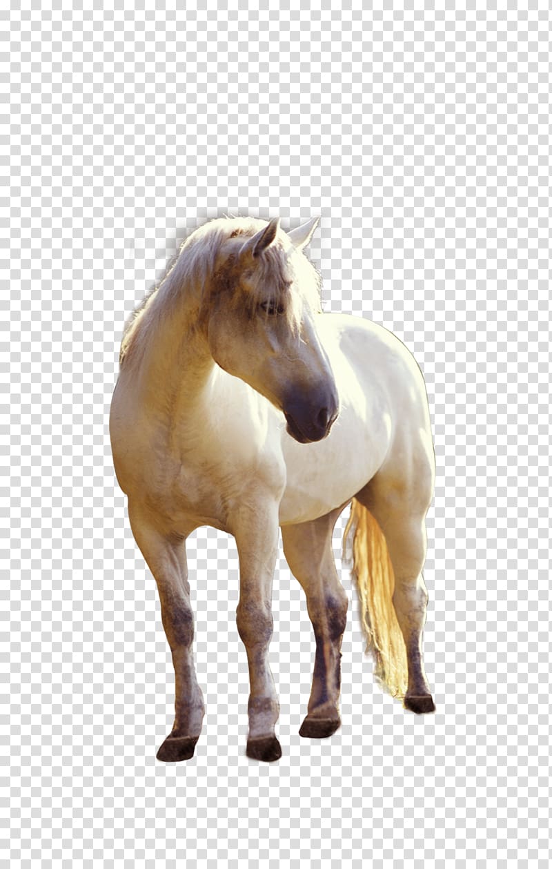 Horse Foal Stallion Computer Icons, Property Whitehorse element transparent background PNG clipart