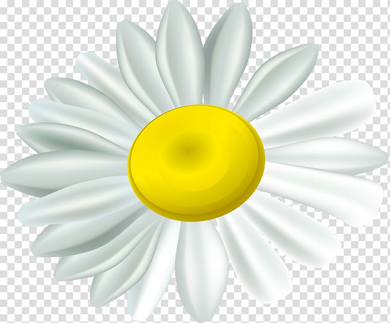 Daisy family German chamomile Desktop , camomile transparent background PNG clipart