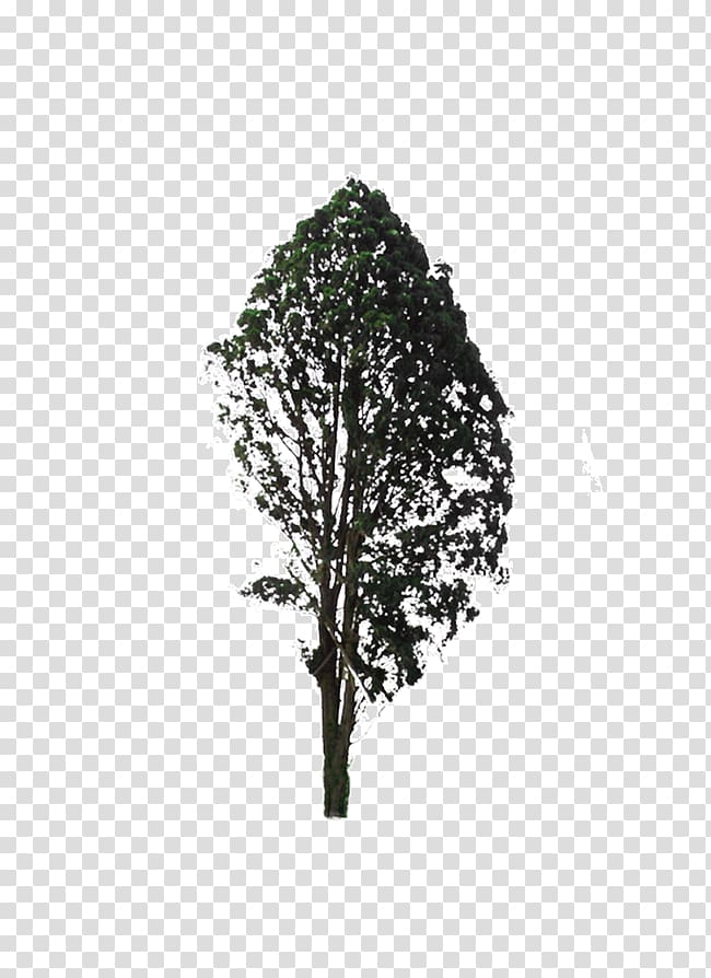 White Black Leaf Pattern, tree transparent background PNG clipart