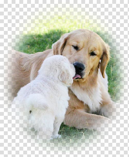 Golden Retriever Puppy Dog breed Companion dog, golden temperament transparent background PNG clipart