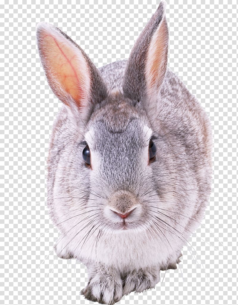 French Lop Hare Domestic rabbit European rabbit, coelho transparent background PNG clipart