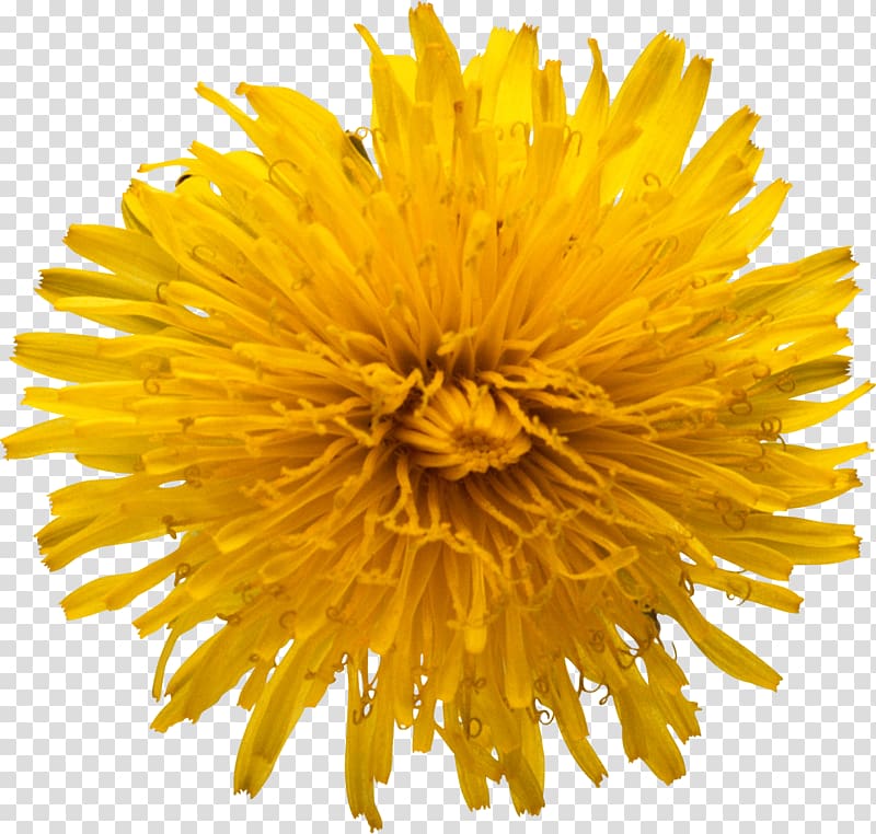 Common sunflower , yellow flowers transparent background PNG clipart
