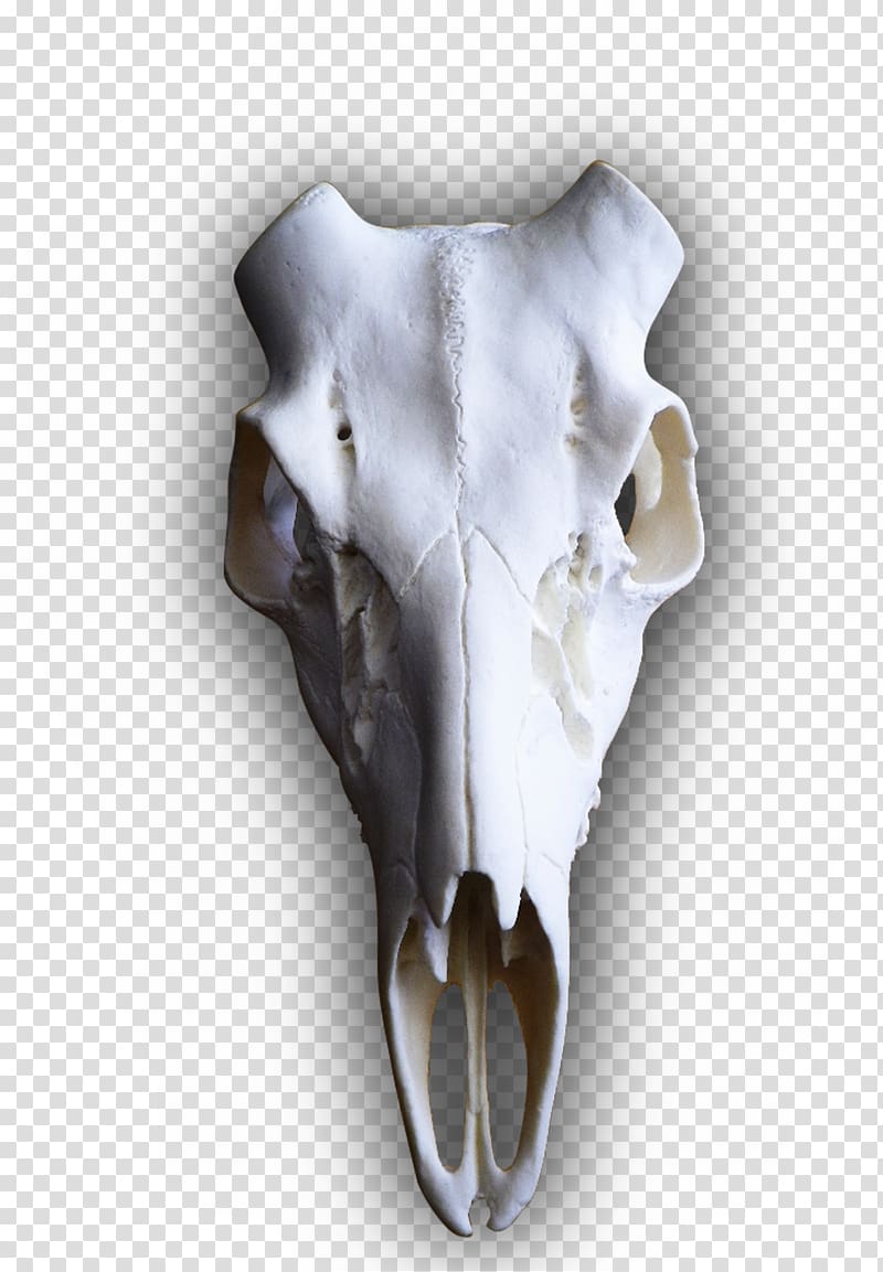 White-tailed deer Elk Skull mounts, Skull Rack transparent background PNG clipart