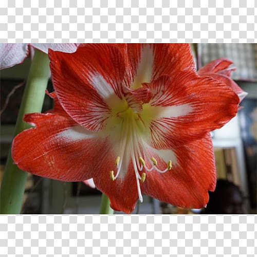 Hippeastrum Amaryllis belladonna Lily of the Incas Daylily, others transparent background PNG clipart
