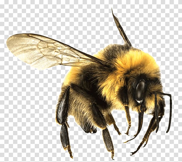 bumble bee, Bee Large transparent background PNG clipart