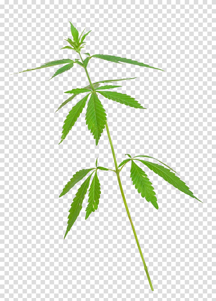 Cannabis Marijuana Hashish, Cannabis leaves transparent background PNG clipart