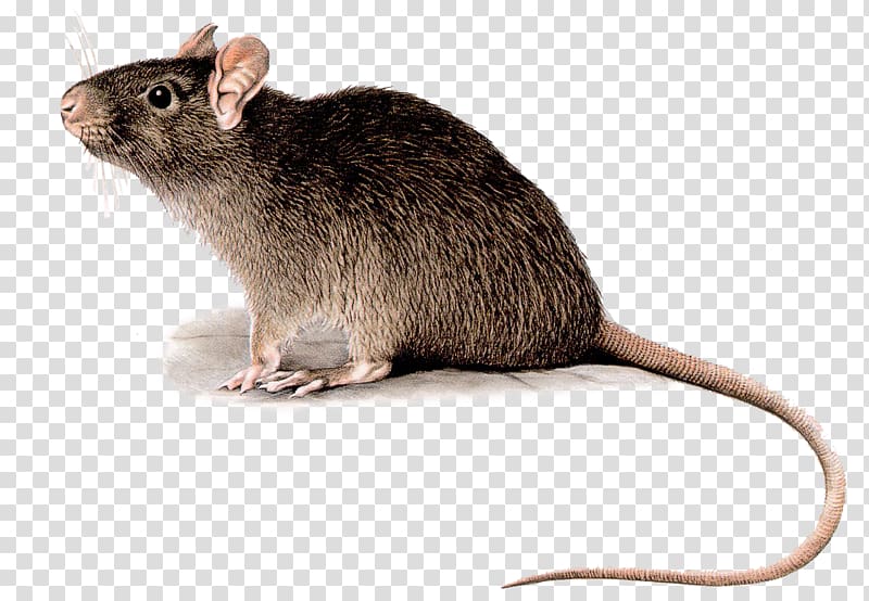 Black rat Rodent Deratizace Pest Control Mouse, mouse transparent background PNG clipart