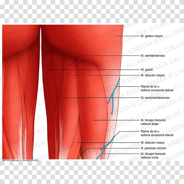 Shoulder Muscle Thigh Human leg Coronal plane, Gracilis Muscle transparent background PNG clipart