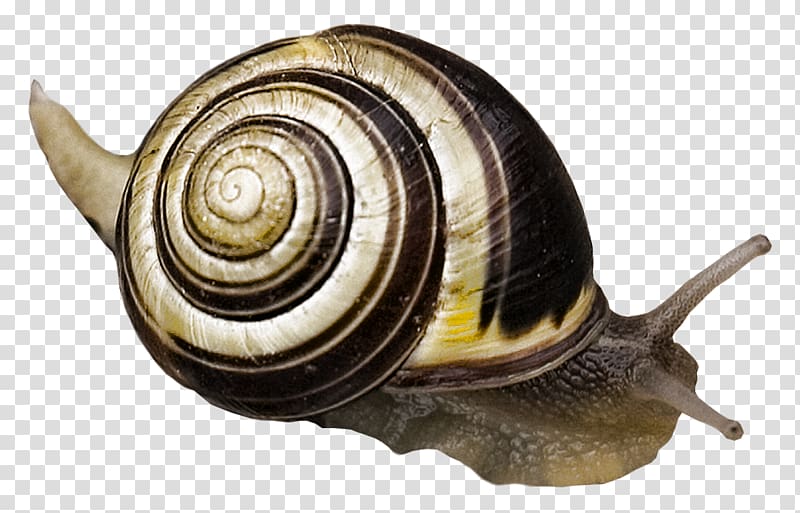 Snail Escargot Gastropod shell Gastropods, Snail transparent background PNG clipart