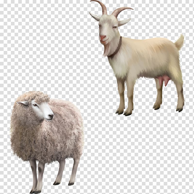 beige sheep and white goat illustration, Rove goat , Cartoon sheep transparent background PNG clipart