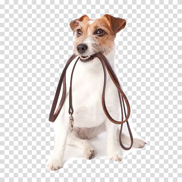 Pet sitting Dog walking Dog daycare, pet dog transparent background PNG clipart