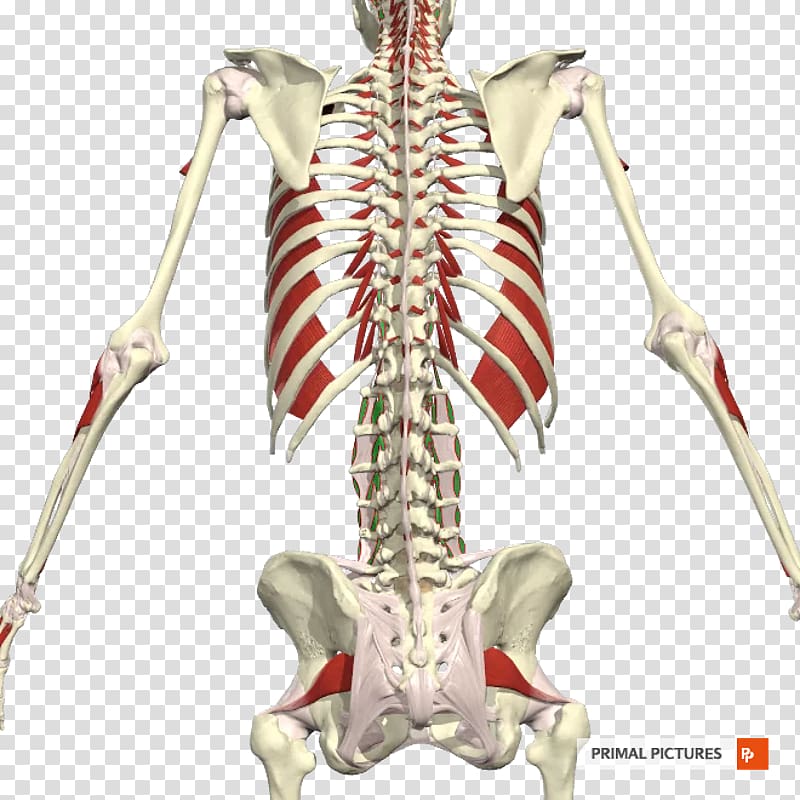 Erector spinae muscles Intertransversarii Vertebral column Transversospinales, others transparent background PNG clipart