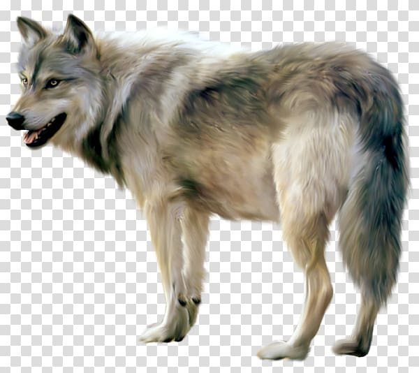 Czechoslovakian Wolfdog Saarloos wolfdog , kurt resmi transparent background PNG clipart