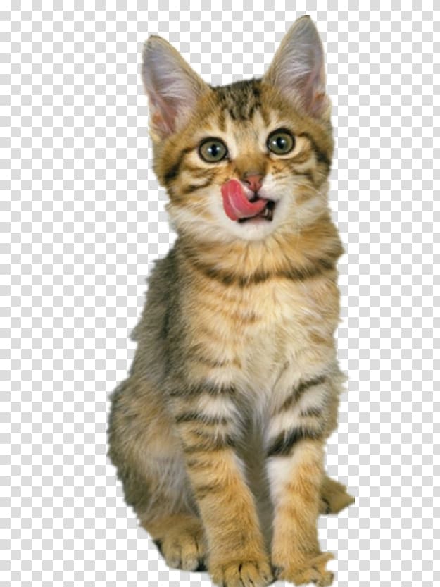 Ragdoll American Shorthair Cat food Pet, Pet cat transparent background PNG clipart