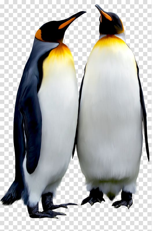 black emperor penguin transparent background PNG clipart