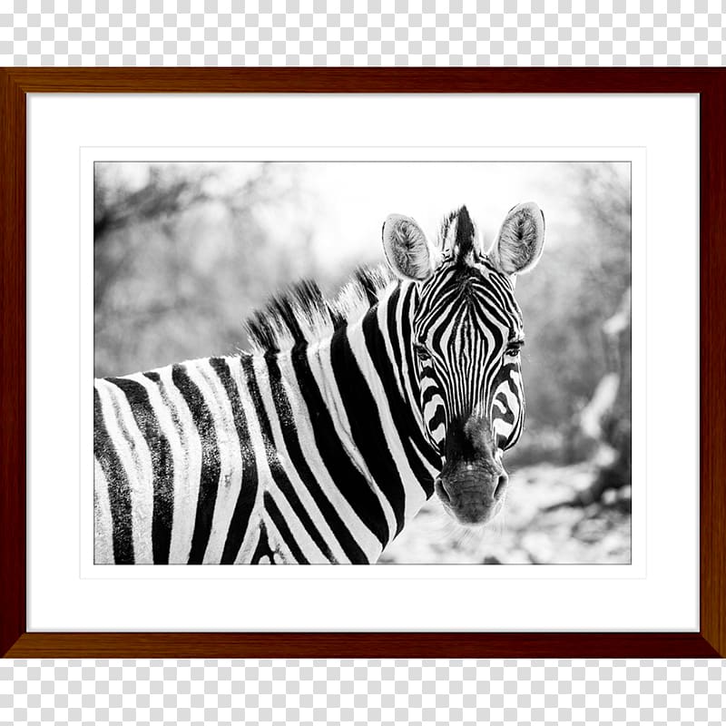 Quagga National Zoological Park Grévy's zebra Wildebeest, zebra transparent background PNG clipart
