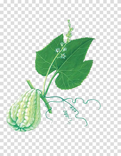 Chayote Buddha\'s hand Melon Food Bergamot orange, The green gourd on the vines transparent background PNG clipart
