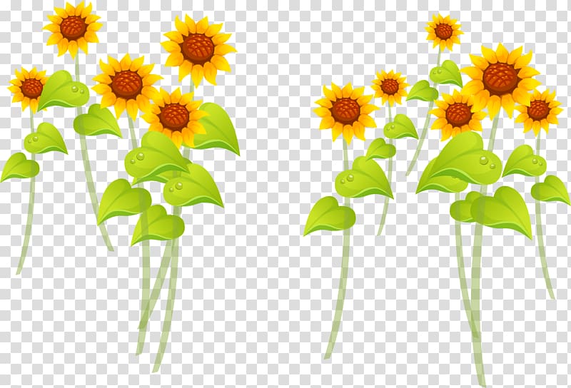 Common sunflower Cartoon Illustration, Cartoon painted sunflower yellow transparent background PNG clipart