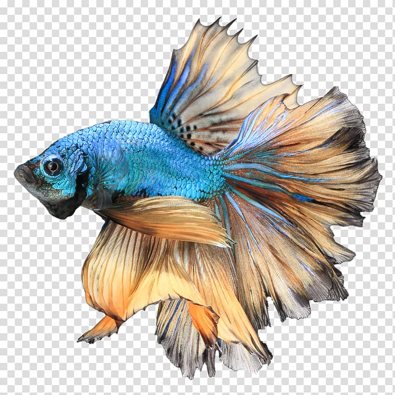 blue and brown betta fish illustration, Siamese fighting fish Betta channoides Aquarium , Betta Free transparent background PNG clipart