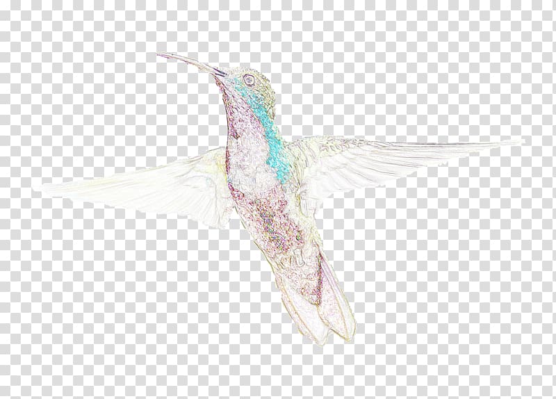 humming bird illustration, Birds Hummingbird Drawing transparent background PNG clipart