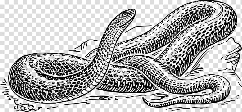 Black rat snake Drawing , snakes transparent background PNG clipart