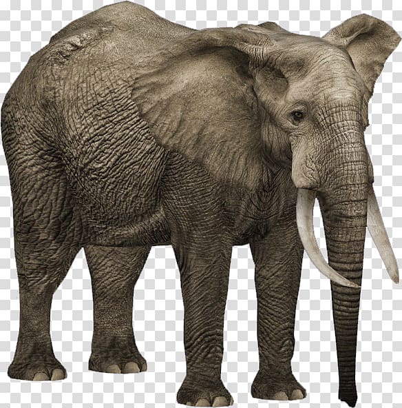 Zoo Tycoon 2 African bush elephant African forest elephant Asian elephant, elefant transparent background PNG clipart