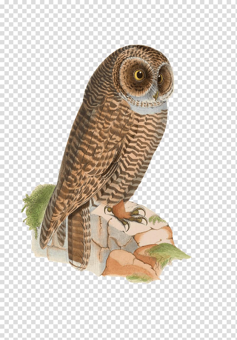 Bird Rufous-legged owl Drawing Eastern screech owl, owls transparent background PNG clipart
