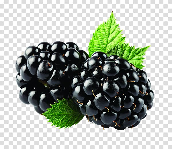 Blackberry transparent background PNG clipart