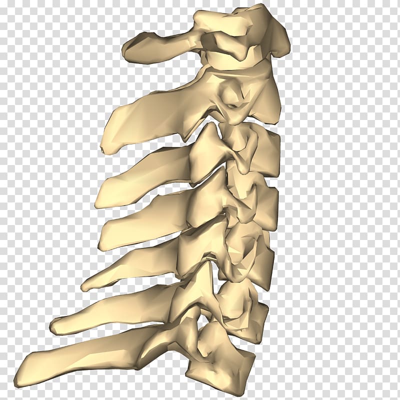 Cervical vertebrae Spinal nerve Vertebral column Thoracic vertebrae Atlas, joint transparent background PNG clipart