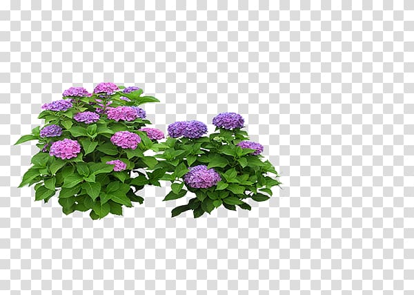 Hydrangea Flower Computer file, Peony transparent background PNG clipart