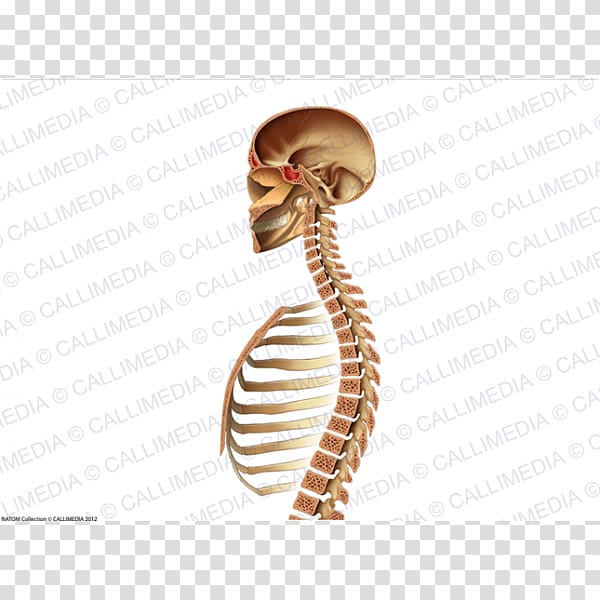 Nerve Neck Nervous system Thorax Human anatomy, skeleton head and neck transparent background PNG clipart