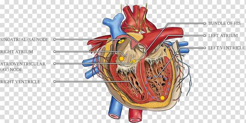 Cardiology Heart Hypercholesterolemia Cardiovascular disease Cardiac monitoring, ecg ventricular tachycardia transparent background PNG clipart