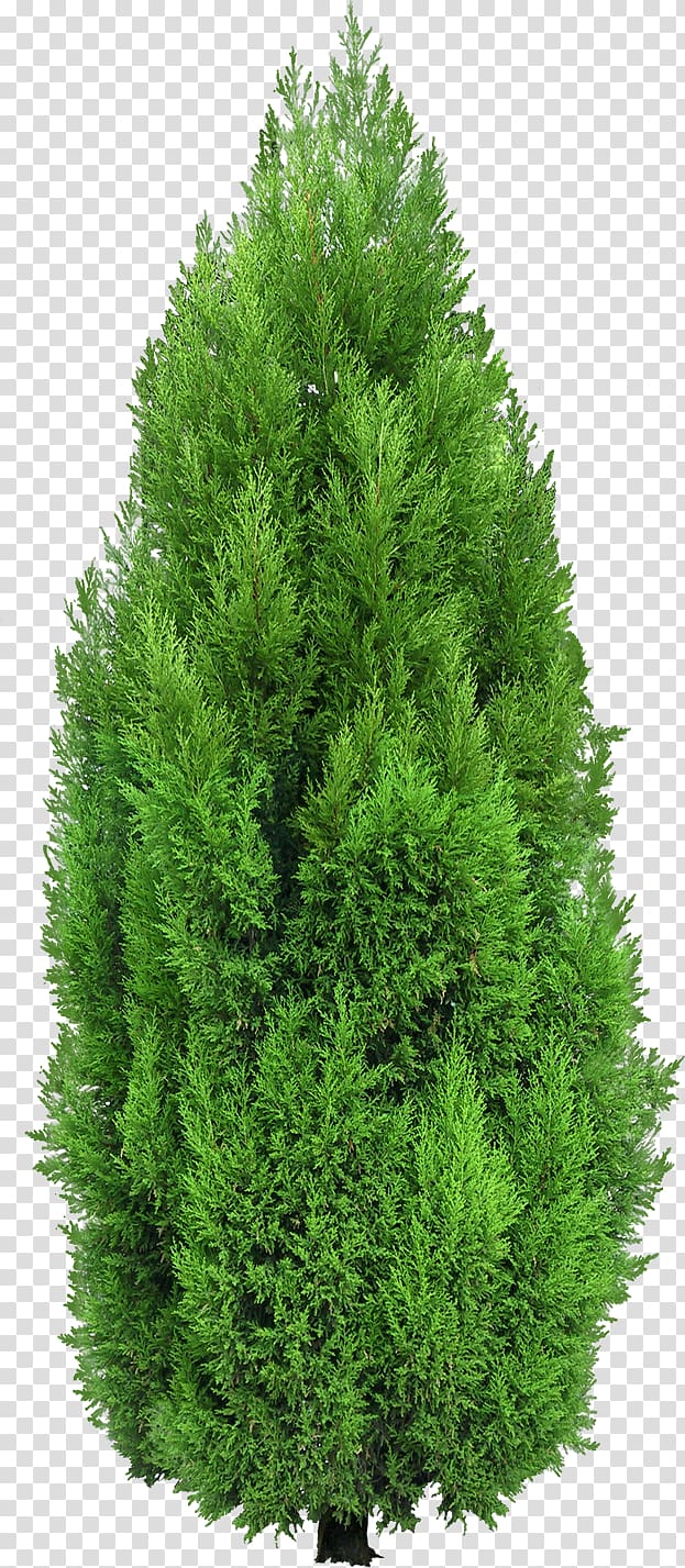 green tree, Mediterranean cypress Tree Evergreen , GARDEN transparent background PNG clipart