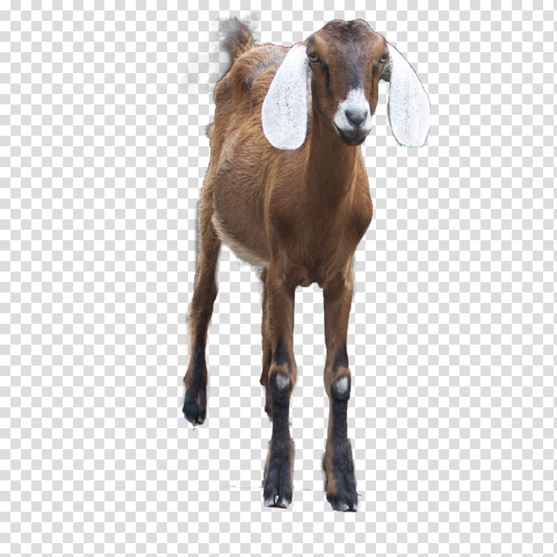 boer goats transparent background PNG clipart