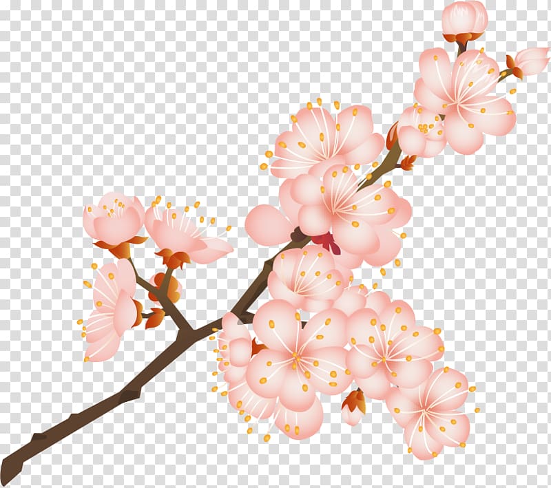 Cherry blossom Kiyohide Internal Medicine Clinic Old age Caregiver Normal pressure hydrocephalus, cherry blossom transparent background PNG clipart