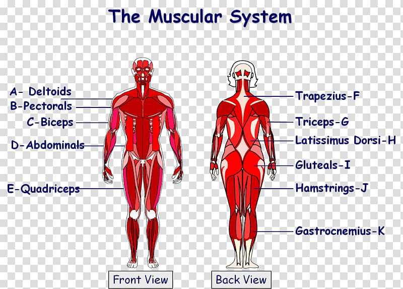 Muscle On Body Chart