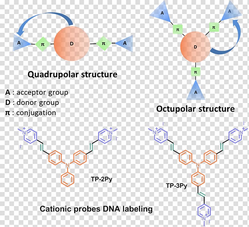 Hybridization probe Fluorescence DNA Nucleic acid Fluorescent tag, others transparent background PNG clipart