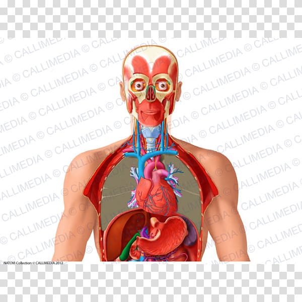 Human anatomy Thorax Organ Abdomen, heart transparent background PNG clipart