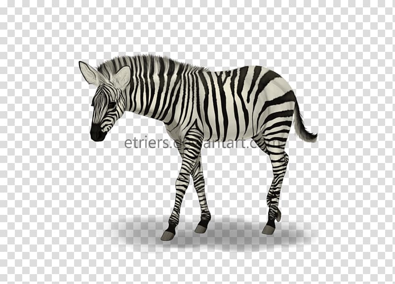 Quagga Neck Mane White Snout, baby zebra transparent background PNG clipart