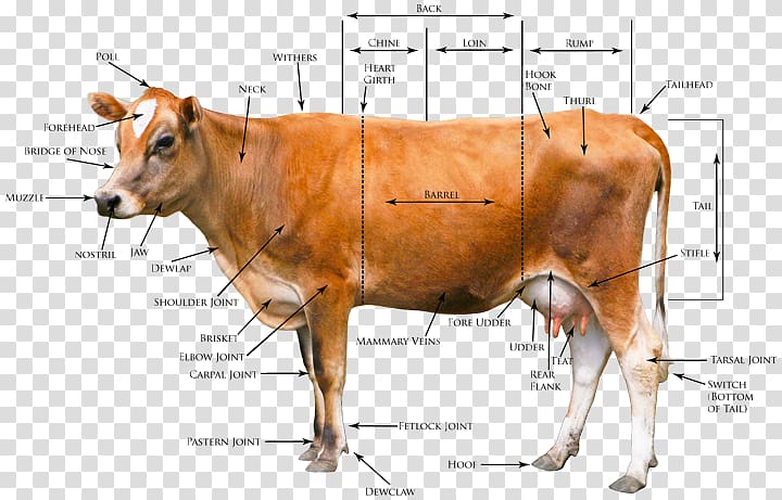 Jersey cattle Beef cattle Highland cattle Goat Holstein Friesian cattle, parts of the body transparent background PNG clipart