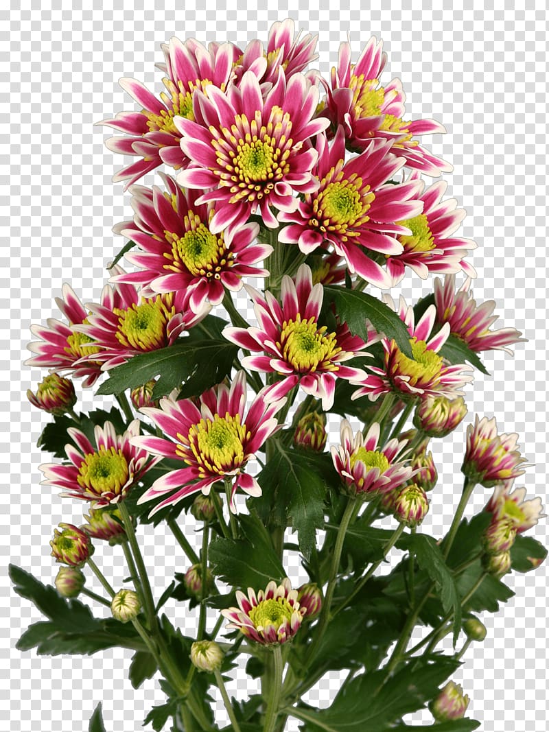 Aster Chrysanthemum Cut flowers Annual plant, chrysanthemum transparent background PNG clipart
