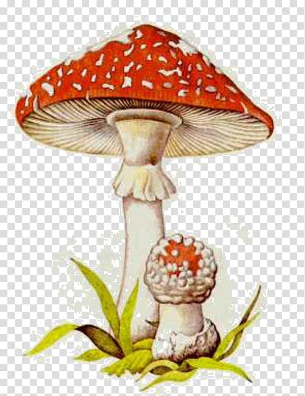 Poisonous mushroom Fungus Cepurīšu sēnes Edible mushroom, mushroom transparent background PNG clipart