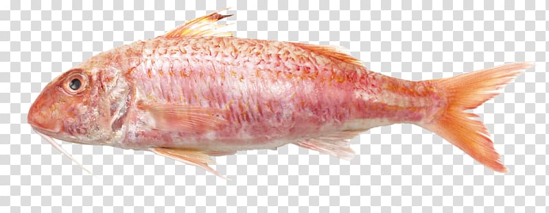 Northern red snapper Mullus surmuletus Mullus barbatus Fish Teleost, fish transparent background PNG clipart