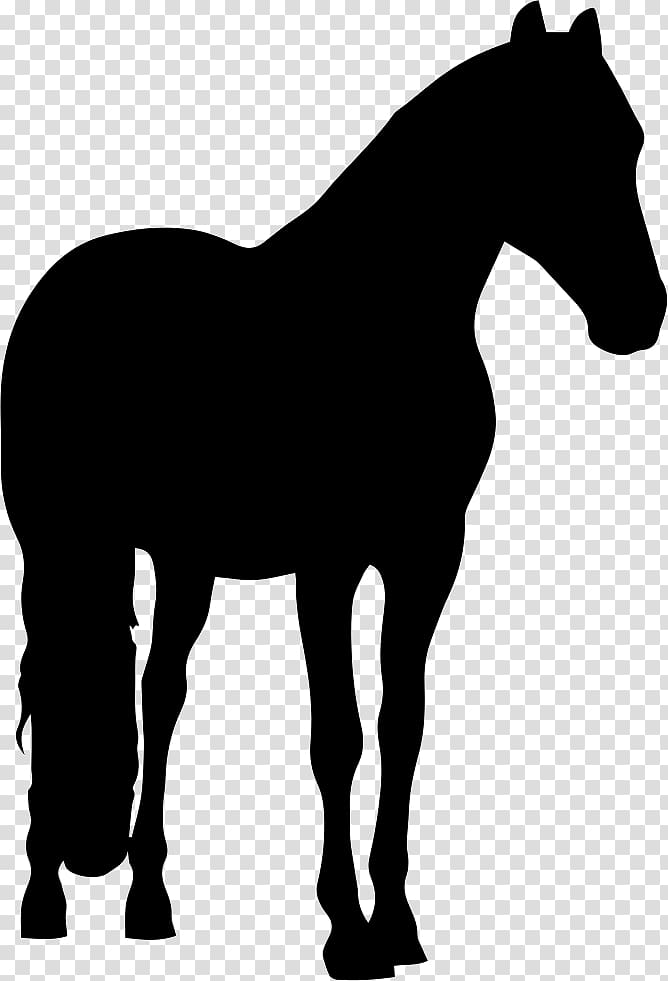 Shire horse Friesian horse Andalusian horse Percheron Appaloosa, others transparent background PNG clipart