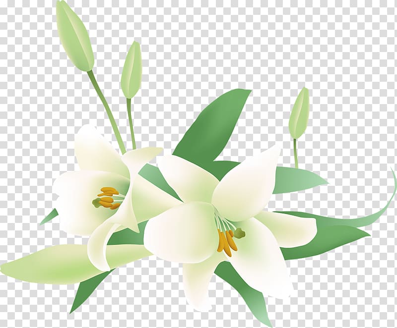 Jasmine Flower , lilly transparent background PNG clipart